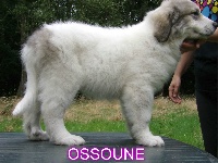 OSSOUNE