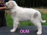 OUM