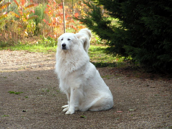 Auxane du Mas de Beauvoisin