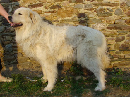 Heidi du Mas de Beauvoisin