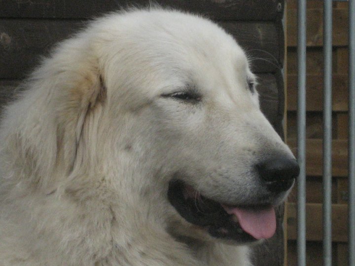 Galadriel du Mas de Beauvoisin